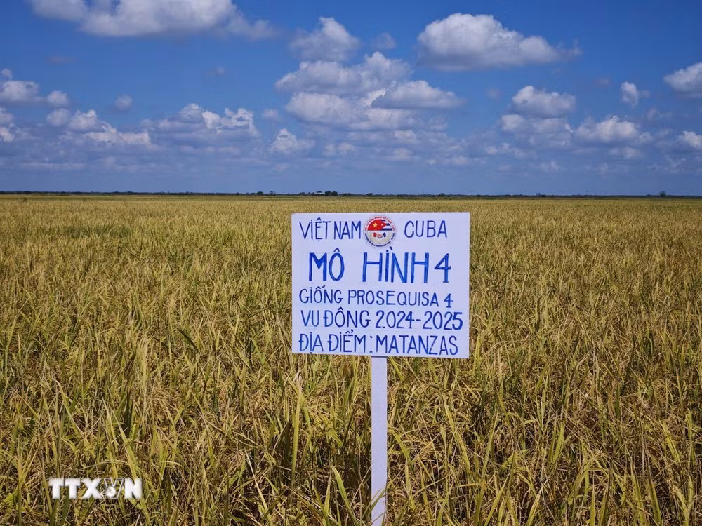 ttxvn-hop-tac-lua-gao-viet-nam-cuba-2.jpg