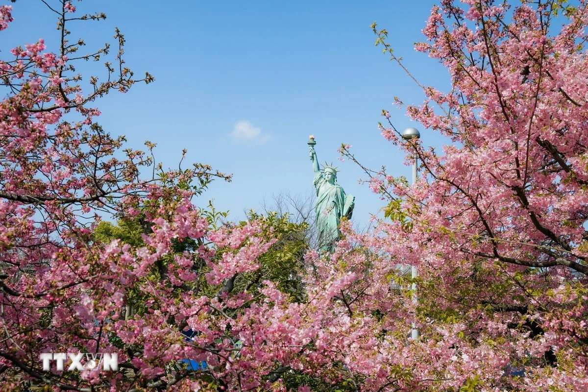 Hoa anh đào Kawazu Nhật Bản nở rộ sớm, thu hút du khách tại Tokyo