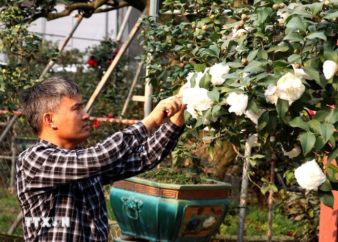 Người dân xã Phụng Công, huyện Văn Giang chăm sóc những cây trà để phục vụ thị trường Tết. (Ảnh: Đinh Văn Nhiều/TTXVN) ttxvn-0801-cay-canh-van-giang-hung-yen-2.jpg