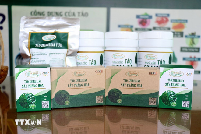 Продукция из водоросли спирулина компании Tran Gia Spirulina Algae Production and Technology Transfer Company Limited (основанной инженером Лыонг Тхи Май Хыонгом) сертифицирована как продукция OCOP категории 3 звезды в провинции Ниньтхуан. (Фото: Нгуен Тхань/VNA) ttxvn-0106-tao-spirulina-3.jpg