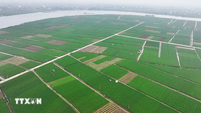 ttxvn-2903-ca-rot-hai-phong-2.jpg