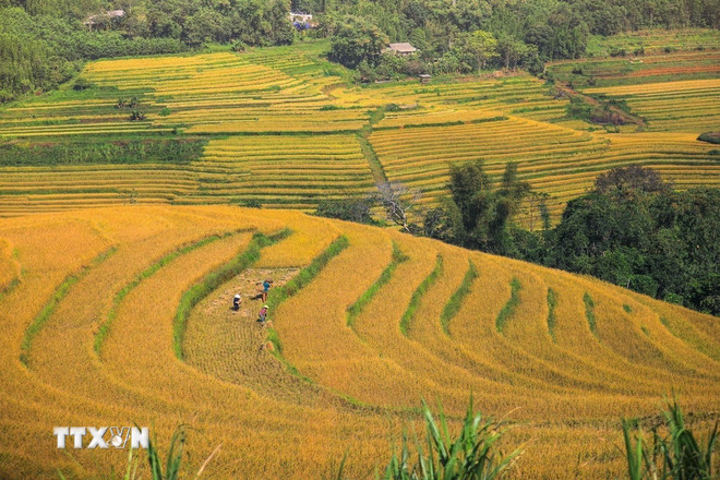 Terrasvormige velden in Mien Doi, Phu Tho, zijn in het oogstseizoen. (Foto: Trong Dat/VNA) ttxvn-2210-ruong-bac-thang-mien-doi.jpg
