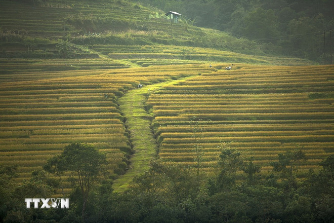 De rijpe rijstvelden zijn als gouden treden in de Hill Region. (Foto: Trong Dat/VNA) ttxvn-2210-ruong-bac-thang-mien-doi-3.jpg