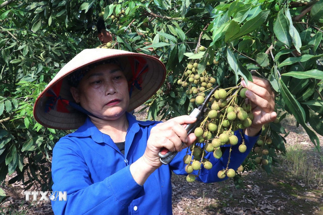 Người dân xã Tân Hưng, tỉnh Hưng Yên chăm sóc nhãn. (Ảnh: Đinh Văn Nhiều/TTXVN) ttxvn-1007-nhan-hung-yen-1.jpg