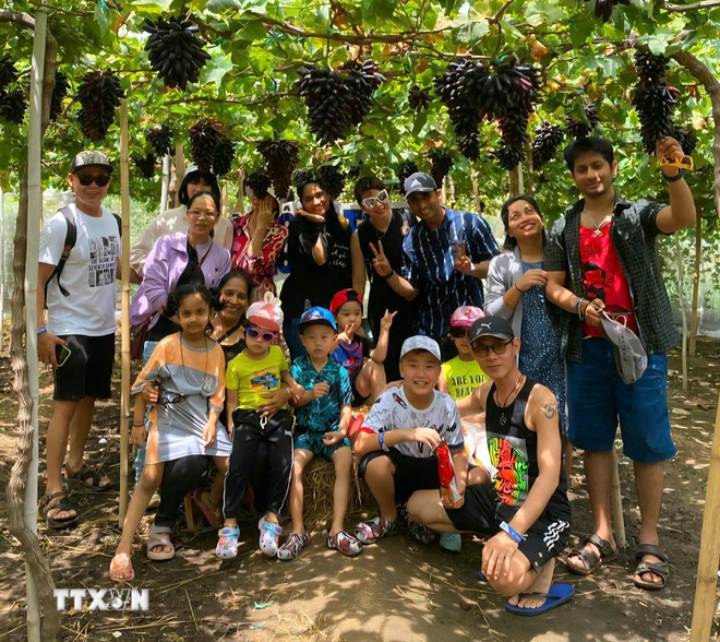 Du khách tham quan, trải nghiệm vườn nho ở xã Phước Thuận (huyện Ninh Phước, Ninh Thuận). (Ảnh: TTXVN phát) ttxvn-2606-du-lich-ninh-thuan-2.jpg