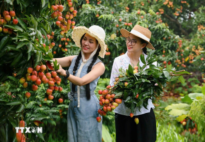ttxvn-2606-vai-thieu-luc-ngan-bac-giang-3.jpg ttxvn-2606-vai-thieu-luc-ngan-bac-giang-3.jpg