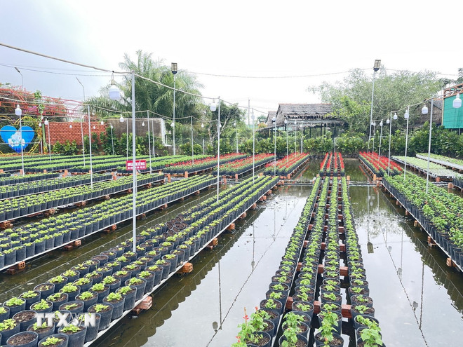 De Ngoc Lan Ornamental Garden bereidt meer dan 12.000 bloempotten van verschillende soorten voor op het Bloemen- en Ornamentenfestival van 2025. (Foto: Hong Nhung/VNA) ttxvn-1411-hoa-sa-dec-2.jpg