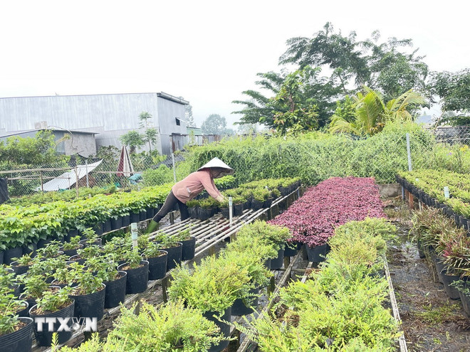 Bezoekers van het Sa Dec Flower and Ornamental Festival 2025 kunnen genieten van meer dan 50 soorten bloemen. (Foto: Hong Nhung/VNA) ttxvn-1411-hoa-sa-dec-3.jpg