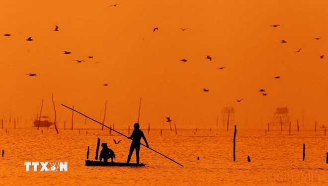 Solnedgång på Giao Hai-stranden, i buffertzonen i Xuan Thuy nationalpark. (Foto: Lam Khanh/VNA) ttxvn-0910-vuon-quoc-gia-xuan-thuy.jpg