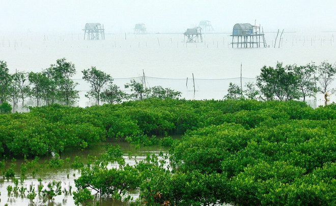 Nyplanterade och skyddade mangroveskogar bredvid musslornas vakttorn i Xuan Thuy nationalpark. (Foto: Lam Khanh/TTVN) ttxvn-0910-vuon-quoc-gia-xuan-thuy-4.jpg
