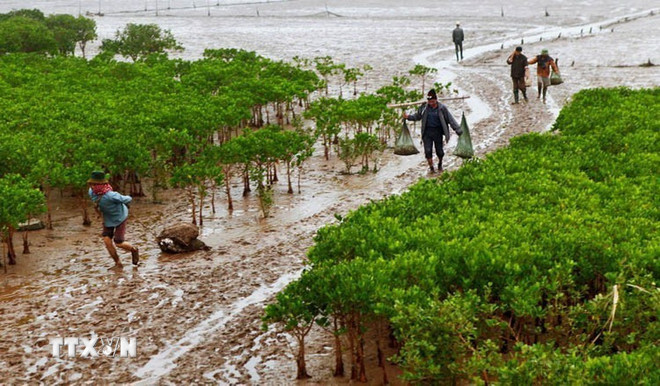Människor exploaterar vattenlevande produkter och fisk och skaldjur under mangroveskogens tak i Xuan Thuy nationalpark. (Foto: Lam Khanh/VNA) ttxvn-0910-vuon-quoc-gia-xuan-thuy-2.jpg