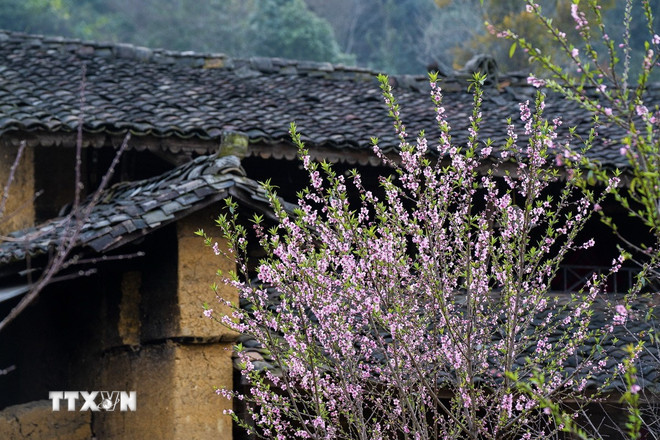 Persika blommar under yin-yang tegeltaken i byn Lo Lo, kommun Lung Cu, Dong Van-distriktet, Ha Giang-provinsen. (Foto: Khanh Hoa/VNA) ttxvn-0610-nha-trinh-tuong-nguoi-lo-lo.jpg