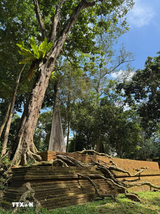 ដើមឈើ Duku ឬដើម Langsat ត្រូវបានគេប៉ាន់ស្មានថាមានអាយុ 200 ឆ្នាំជាមួយនឹងឫសចម្លែកនៅក្នុងបរិវេណប្រាសាទបុរាណ Muarajambi ។ (រូបថត៖ Do Quyen/VNA) ttxvn-2305-den-co-muarajambi-indonesia-4.jpg
