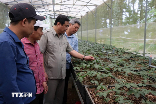 Líderes da cidade de Da Nang visitam o jardim de ginseng Ngoc Linh dos residentes da comuna de Tra Linh (cidade de Da Nang). (Foto: Quoc Dung/VNA) ttxvn-1110-tra-linh-da-nang.jpg