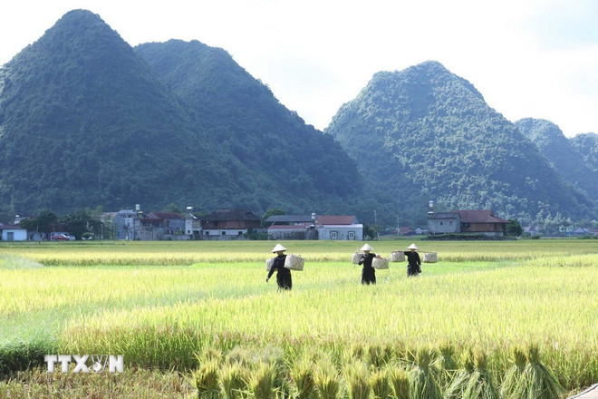 Wisatawan merasakan pengalaman memanen padi dengan peralatan sederhana di desa wisata komunitas Quynh Son. (Foto: Anh Tuan/VNA) ttxvn-2010-quynh-son-4.jpg