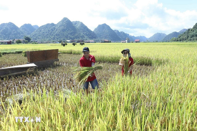 Wisatawan merasakan pengalaman memanen padi dengan peralatan sederhana di desa wisata komunitas Quynh Son, Provinsi Lang Son. (Foto: Anh Tuan/VNA) ttxvn-2010-quynh-son-2.jpg