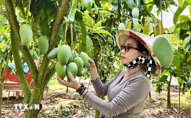 観光客はクーラオジン(アンザン)の果樹園を訪れます。 (写真: Thanh Sang/VNA) ttxvn-0208-cu-lao-gieng-3.jpg