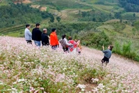 Tam giác mạch vào mùa, Tuyên Quang trở thành điểm check-in hút khách