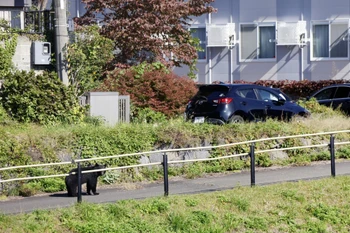 Gấu xuất hiện tại khu dân cư ở trung tâm thành phố Morioka, tỉnh Iwate, Nhật Bản ngày 23/10/2025. (Ảnh: Kyodo/TTXVN)