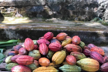 Tại vùng Tây Nguyên hiện có 7 giống cacao chính đang được canh tác. (Ảnh: Kha Phạm/TTXVN)