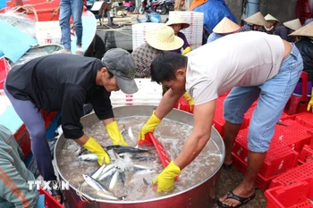 Ngư dân đưa cá lên bờ, phân loại bán cho thương lái. (Ảnh: Đinh Hương/TTXVN)