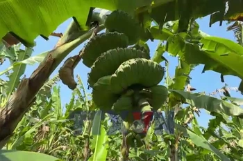 Chuối dáng bàn tay Phật ở Đồng Nai hút hàng dịp Tết