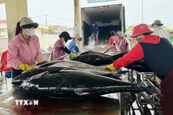 Kiểm tra chất lượng và phân loại cá ngừ đại dương trước khi đưa đi xuất khẩu. (Ảnh: Tường Quân/TTXVN)