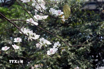 (Ảnh: Quang Quyết/TTXVN)