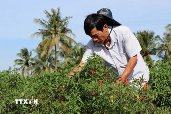Ông Nguyễn Văn A, xã Hưng Mỹ, chăm sóc ruộng ớt chuẩn bị thu hoạch. (Ảnh: Thanh Hòa/TTXVN)