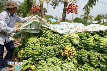 Nông dân Kiên Giang thu hoạch chuối xiêm. (Ảnh: Văn Sĩ/TTXVN)