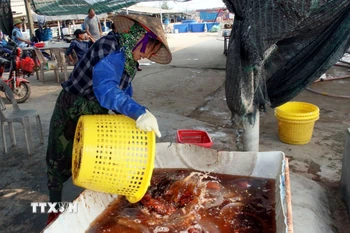 Sứa đỏ có giá trị cao hơn sứa trắng. (Ảnh: Nguyễn Lành/TTXVN)