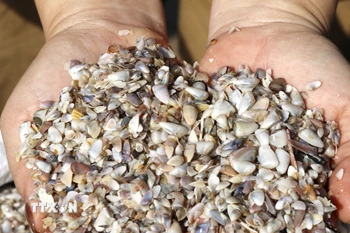 Chằng chằng là một loại nhuyễn thể hai mảnh, vỏ gần giống với con nghêu, sò, nhưng kích thước nhỏ hơn, thường nằm vùi trong các bãi cát gần bờ. (Ảnh: Hồng Hiếu/TTXVN)