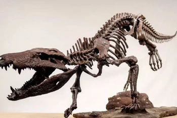 Hình in 3D phiên bản xương hóa thạch của khủng long K.atrox được tìm thấy tại Argentina. (Nguồn: CNN)