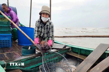 Ngư dân đánh bắt sứa biển. (Ảnh: Công Tường/TTXVN)