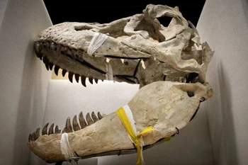 Hóa thạch của Tarbosaurus bataar. (Ảnh: AFP/Getty Images.)