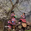 Những em nhỏ dân tộc Mông vui chơi dưới những cây mận đang thi nhau đua nở hoa trắng xóa ở Mộc Châu. (Ảnh: Quang Quyết/TTXVN)