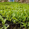 Vườn rau được bón phân hữu cơ sản xuất từ rơm và phát triển tốt. (Ảnh: Nhựt An/TTXVN)