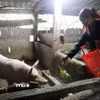 Đảng viên Hồ Thị Pan ở bản Khe Ngang, xã Trường Xuân, huyện Quảng Ninh (Quảng Bình) với 25 năm tuổi Đảng, là tấm gương điển hình phát triển kinh tế, xóa đói giảm nghèo. (Ảnh: Tá Chuyên/TTXVN)