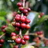 Sơn La hiện có diện tích, sản lượng càphê Arabica lớn nhất cả nước. (Ảnh: Quang Quyết/TTXVN)