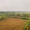 Vùng đất bãi sông Hồng. (Ảnh: Hùng Nguyễn/Vietnam+)