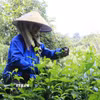 Trồng chè chất lượng cao ở xã Hưng Khánh, tỉnh Lào Cai. (Ảnh: Tiến Khánh/TTXVN)