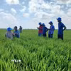 Sản xuất lúa chất lượng cao và phát thải thấp không chỉ nâng cao giá trị kinh tế cho người nông dân Cà Mau mà còn khẳng định trách nhiệm cùng cả nước hướng tới nền nông nghiệp xanh, hiện đại và bền vững. (Ảnh: TTXVN phát)