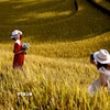 Du khách từ khắp nơi đổ về, háo hức ghi lại những khoảnh khắc đáng nhớ và đắm mình trong vẻ đẹp của mùa lúa chín ở Mù Cang Chải. (Ảnh: Tuấn Anh/TTXVN)