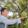 Ông Cao Văn Tấn kiểm tra trái sầu riêng nghịch vụ trong vườn của gia đình. (Ảnh: Công Mạo/TTXVN)