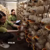 Kiểm tra giống nấm linh chi được nhân giống bảo tồn ở Trung tâm của Vườn Quốc gia Hoàng Liên, tỉnh Lào Cai. (Ảnh: Vũ Sinh/TTXVN)