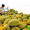 Sầu riêng. (Nguồn ảnh: TTXVN)