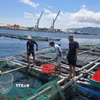 Người dân thu gom, phân loại tôm hùm xanh sau khi đưa từ lồng nuôi lên bờ. (Ảnh: Đặng Tuấn/TTXVN)