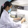 Cán bộ Đại học Trà Vinh thực hiện cấy phôi dừa sáp trong phòng thí nghiệm, góp phần đưa kết quả nghiên cứu vào sản xuất và thương mại hóa. (Ảnh: Thanh Hòa/TTXVN)