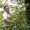 Để trồng sầu riêng thành công và bền vững, ông Lê Văn Sáu chiêm nghiệm cần kết hợp hài hòa giữa kinh nghiệm thực tế tích lũy qua thời gian với kiến thức khoa học kỹ thuật hiện đại do các nhà khoa học truyền dạy. (Ảnh: Thu Hiền/TTXVN)