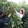 Nông dân xã Muổi Nọi, tỉnh Sơn La, thu hoạch quả càphê. (Ảnh: Quang Quyết/TTXVN)